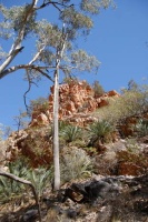 2008 Outback Australien 002