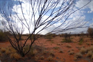 2008 Outback Australien 059